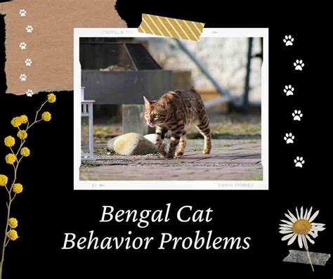 Image result for Cat Behavior Problems