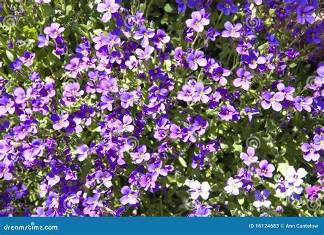 Bright Background of Small Purple Flowers Stock Image - Image of tiny ...