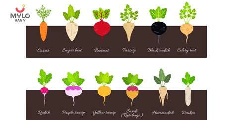 Root.food Names 的图像结果