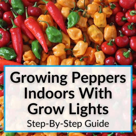 Growing Peppers Indoors With Grow Lights (Step-By-Step Guide)