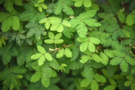 Sensitive Plant: Care & Growing Guide