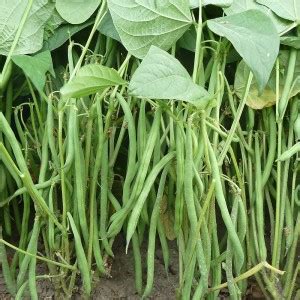 TANCES Dwarf French Bean Compass Seed Price in India - Buy TANCES Dwarf ...