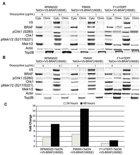 Oncogenic BRAF(V600E) Induces Clastogenesis and UVB Hypersensitivity