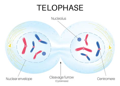 Telophase - Quickbytes Education - Cell Biology