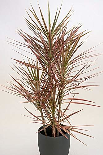 LushGreen Gardens Pot Suitable Red Dracaena Colorama Thin leaf Plant ...
