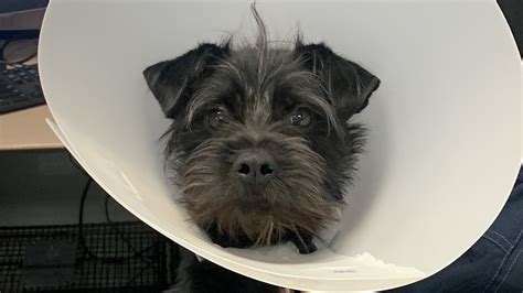 Moe - 15/10 Foundation