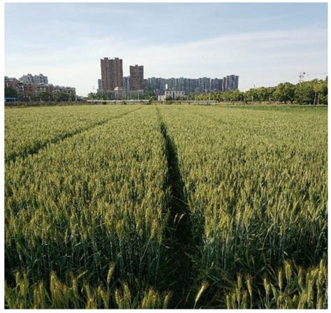 Development and Evaluation of a New Spectral Disease Index to Detect ...