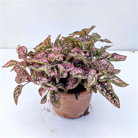 Pink Polka Dot Plant Benefits at Irene Troyer blog