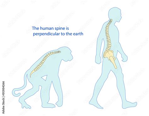 Human Backbone Evolution Chart 的图像结果