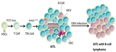 Targeting TET2 as a Therapeutic Approach for Angioimmunoblastic T Cell ...