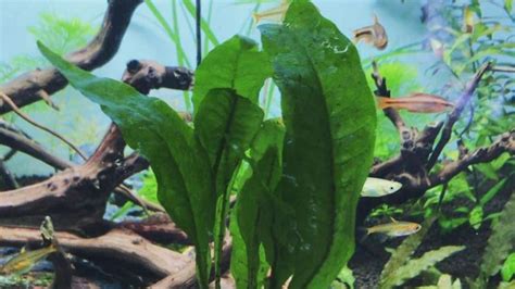 Image result for Brown Java Fern