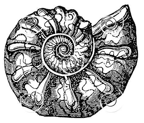 Image result for Snail Shell Drawing