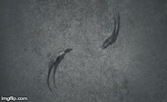 Image result for Stumpy Vs. Jack First Fight