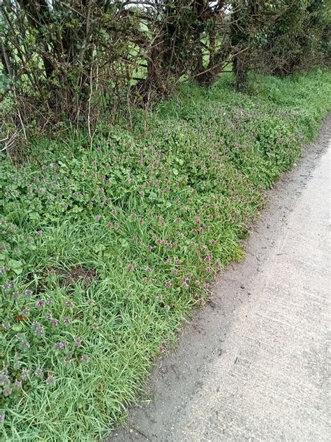 Can anyone name this plant for me? I see a lot of it on the road verges ...