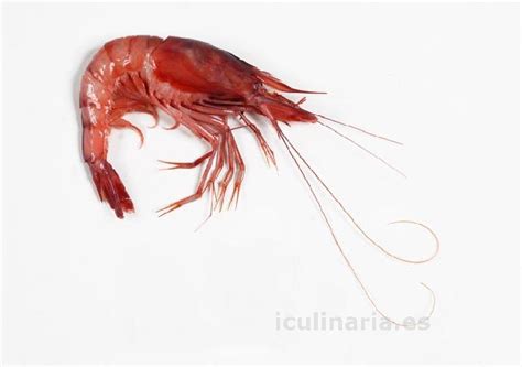 Image result for Gamba Tutorial