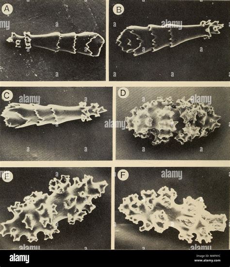 The Annals of the South African Museum (1991) is a scientific journal dedicated to the study of ...
