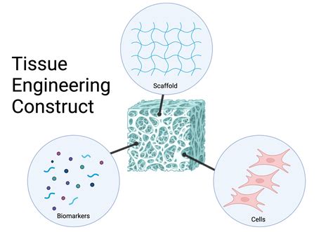 Tissue Engineering 的图像结果
