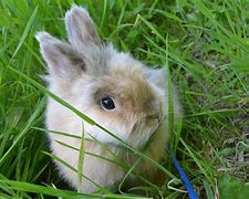 Image result for Neitherand Dwarf Rabbit in India