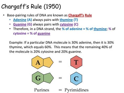 DNA Structure & Replication - ppt download