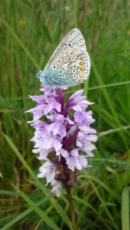 Wildflowers and butterflies of Jacksons’ Brickworks Local Nature ...