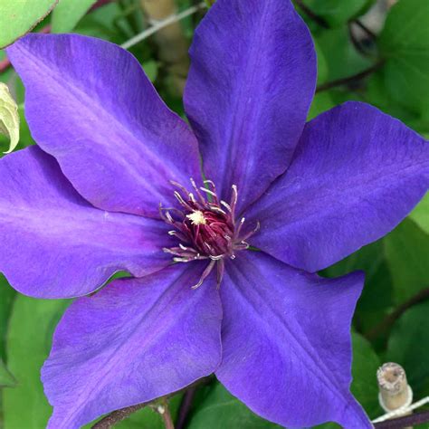 Clematis The President Superior Quality Climbers - thorncroftclematis.co.uk