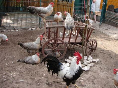 Nutztiere Kleinanzeigen | Nutztiere Annoncen | Nutztiere Inserate ...