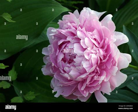 Paeonia lactiflora Sarah Bernhardt. Double pink peony flower. Paeonia ...