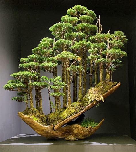 How Do I Identify My Bonsai Tree at Noah Queen blog