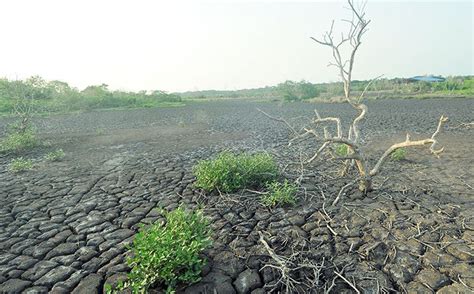 World's Biodiversity Is Under Assault! Nature's 'Alarming' Decline Can ...