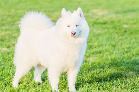 Big Fluffy White Dog Breeds