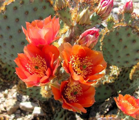 These photos of cactus blooms will make you fall in love with Tucson ...