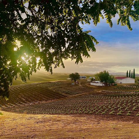 HAMBLY LAVENDER FARM (2026) All You Need to Know BEFORE You Go (with ...