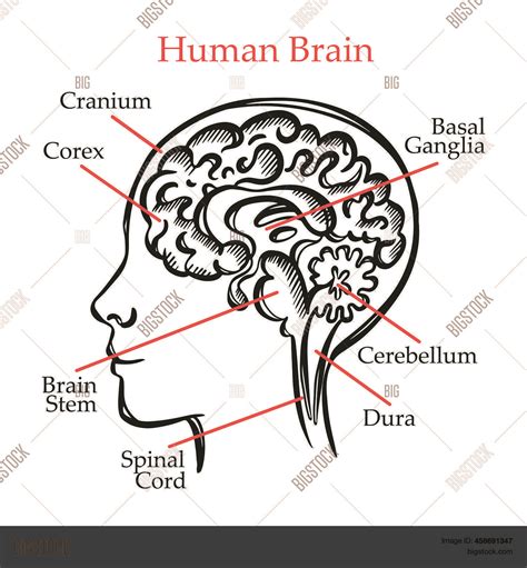 Human Brain Outline Vector & Photo (Free Trial) | Bigstock