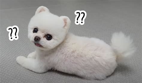 Confused dog meme Blank Template - Imgflip