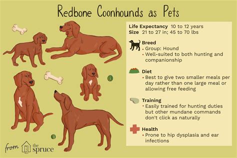 Redbone Coonhound: Dog Breed Characteristics & Care
