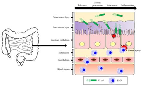 Systemic Lectin-Glycan Interaction of Pathogenic Enteric Bacteria in ...