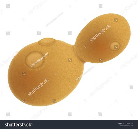 1+ Thousand Yeast Cell Isolated Royalty-Free Images, Stock Photos & Pictures | Shutterstock