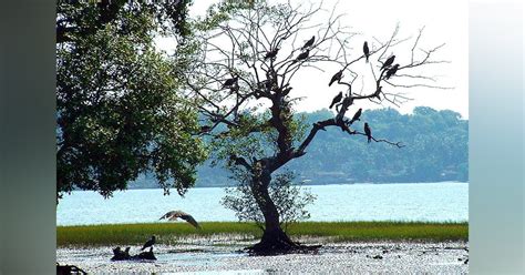 Uppalapadu Bird Sanctuary For Bird Watching | LBB, Hyderabad