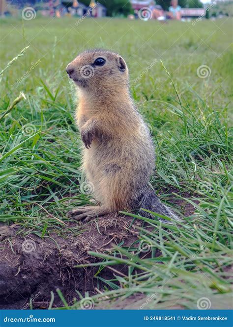 Cute Baby Gopher