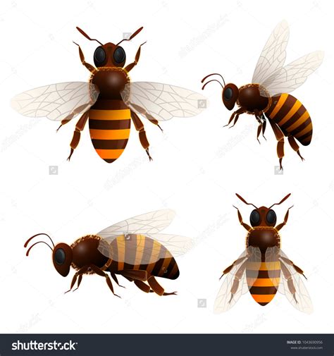Image result for Bee Flying Side View