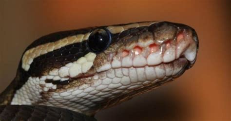 Image result for Python Snake in India