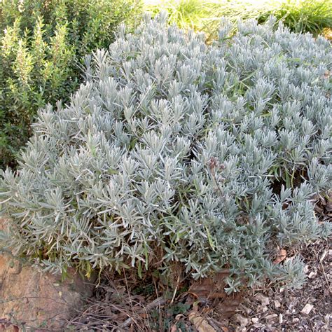 Grosso Lavender (Lavandula x intermedia 'Grosso') – Plants Express
