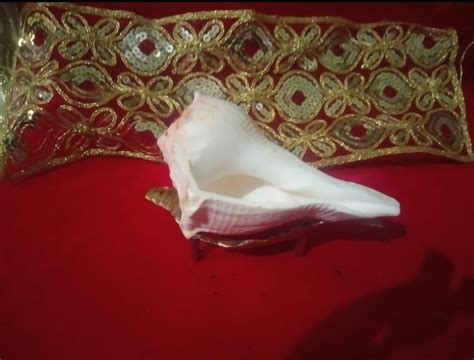 Buy Abhimantrit Dakshinavarti Shankh Original with Stand 4 inch Small ...
