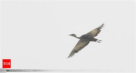 Endangered bird sighted in Gurugram | Gurgaon News - Times of India
