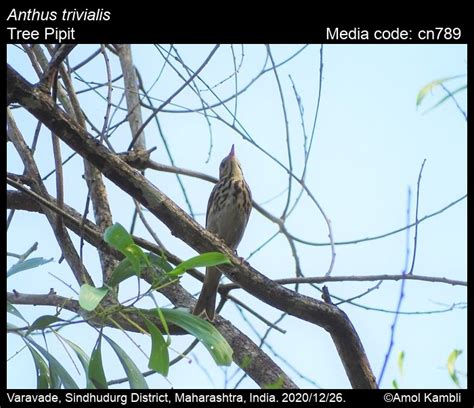 Anthus trivialis (Linnaeus, 1758) - Tree Pipit | Birds