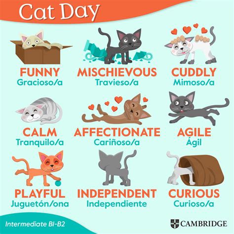 Cat Day | Vocabulario en ingles, Cosas de ingles, Gato ingles