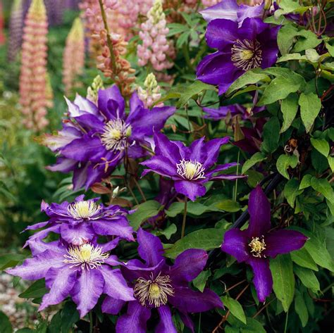 How to Plant and Grow Clematis