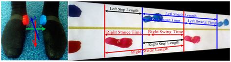 An Automatic Gait Feature Extraction Method for Identifying Gait ...