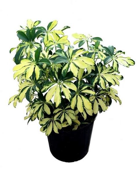 Dwarf Umbrella Plant | Schefflera Arboricola – Buy Now at Floralkashmir.in