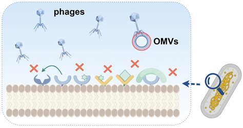 Overview of Phage Defense Systems in Bacteria and Their Applications